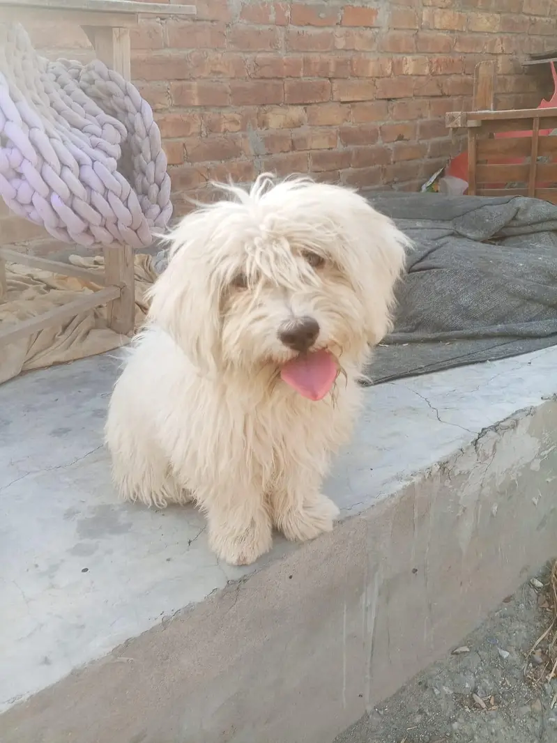 urgent sale Karna hai full white and lovely family dog — photo 2