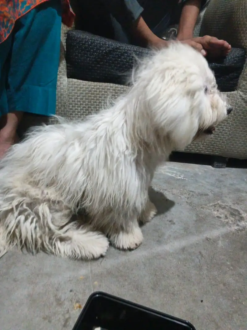 urgent sale Karna hai full white and lovely family dog — photo 4