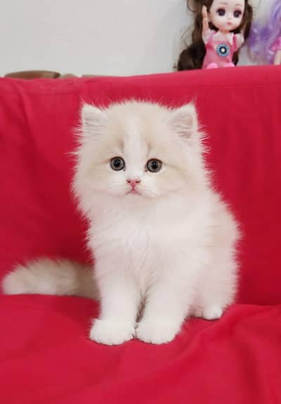 cute healthy kitten for sale