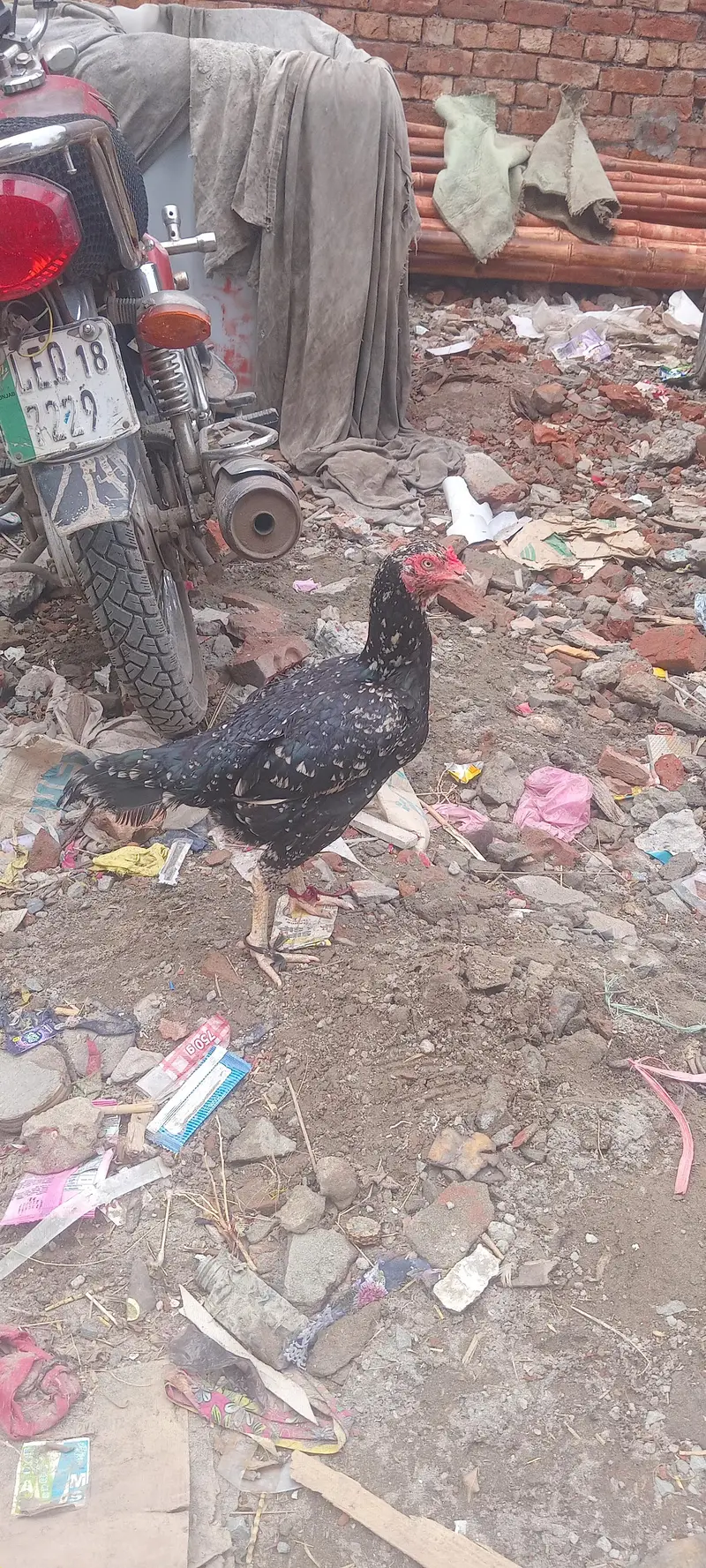black chini madi brown desi aseel madi 4 chiks — photo 2