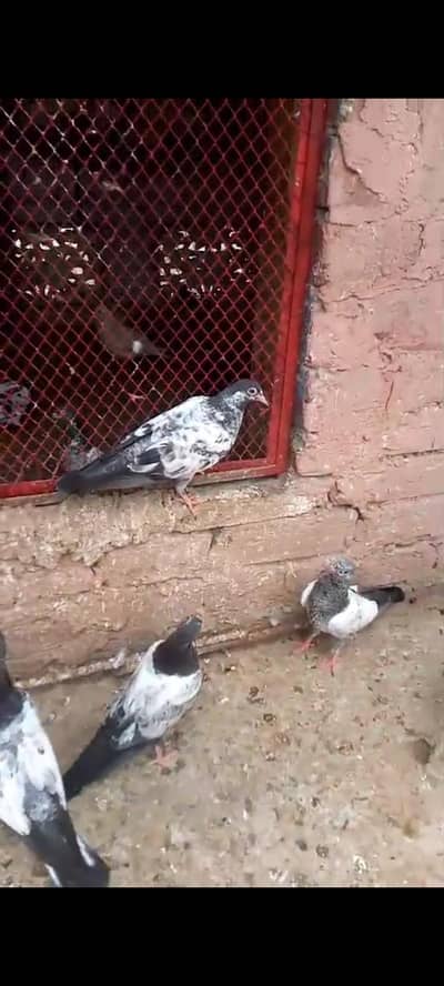 Baby Pigeons