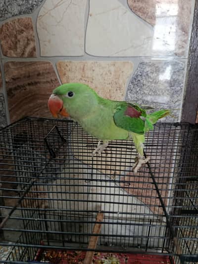 raw parrot healthy and tane