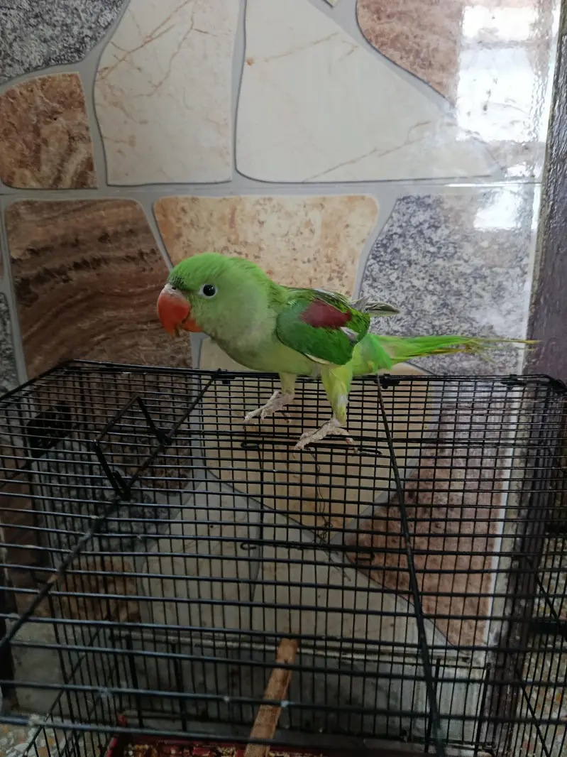 raw parrot healthy and tane — photo 2