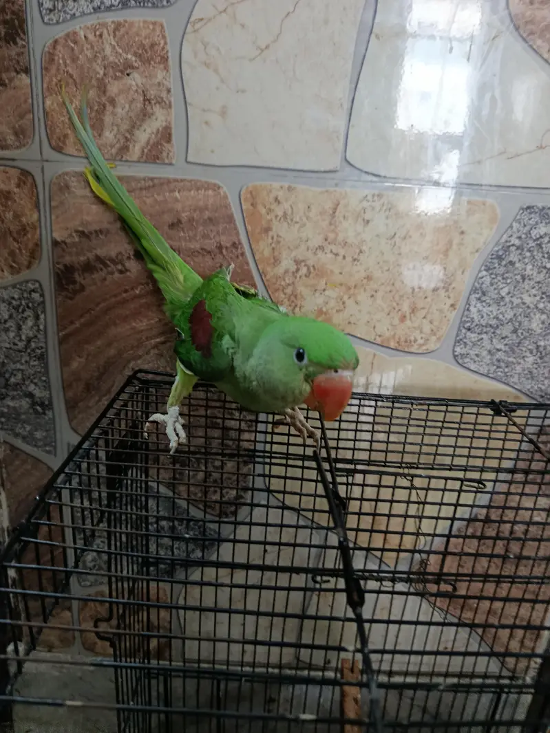 raw parrot healthy and tane — photo 3