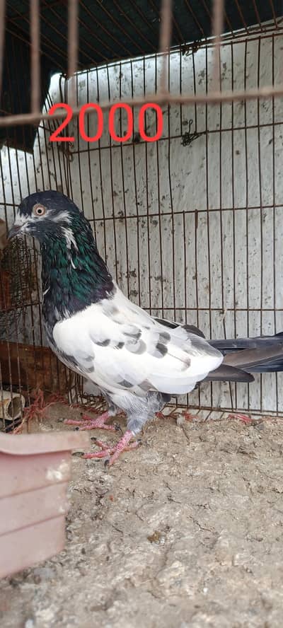 perwazi pigeon he.
