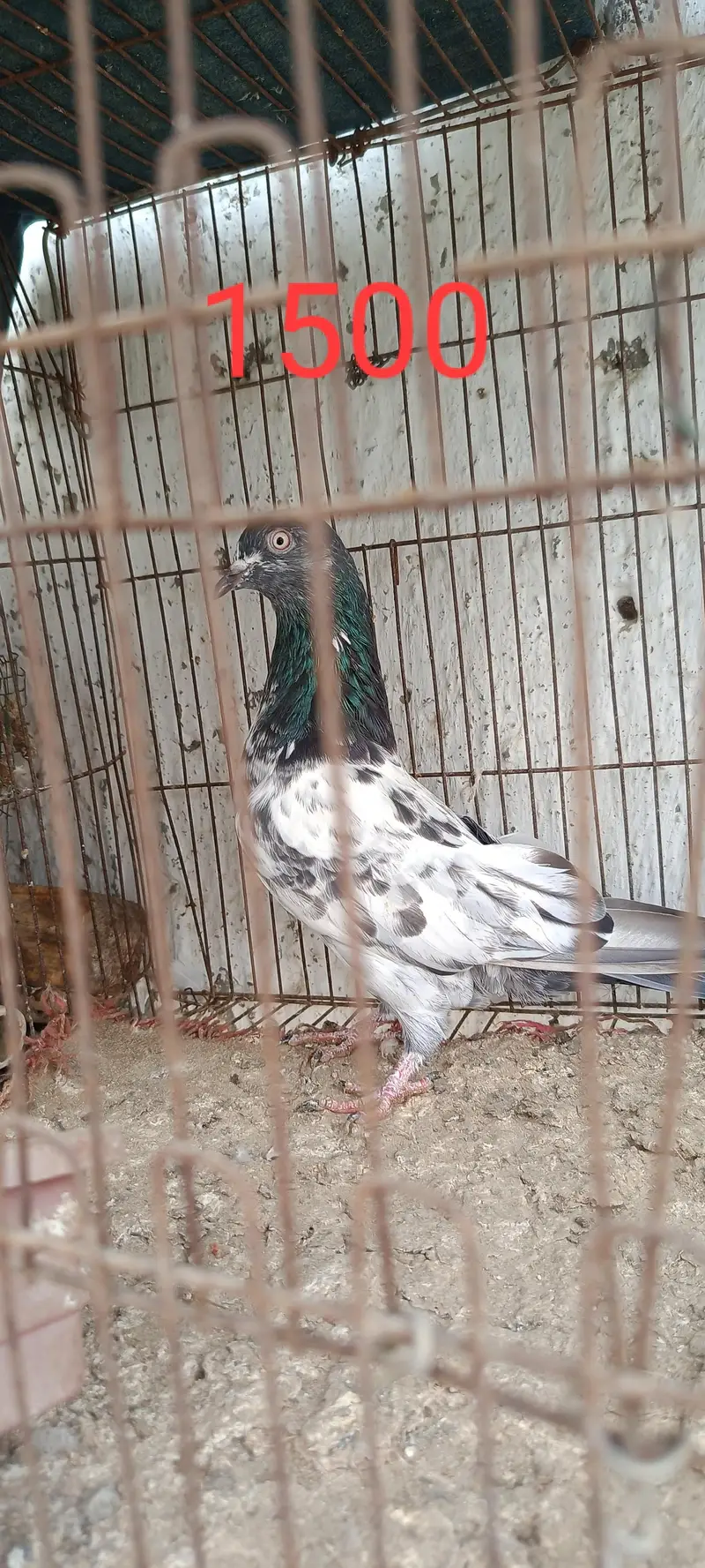 perwazi pigeon he. — photo 2