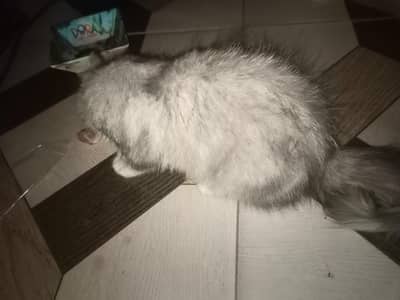 persian cat for sale