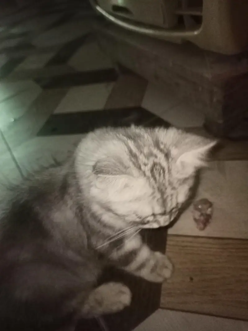 persian cat for sale — photo 2