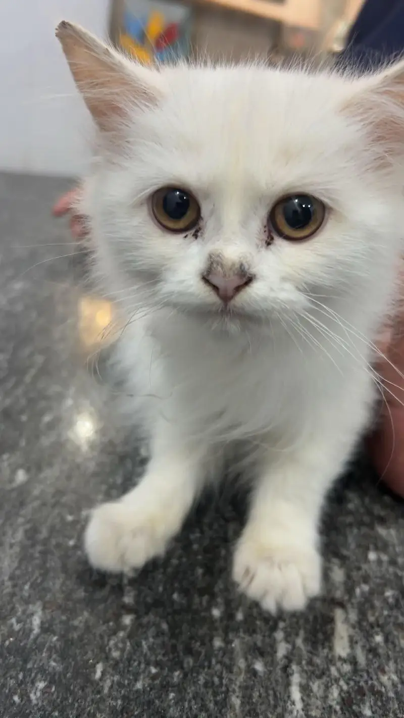 Persian cat triple coat white color — photo 2