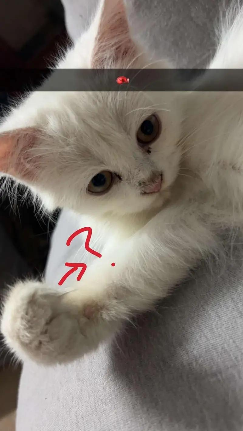 Persian cat triple coat white color — photo 4