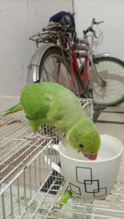 : Healthy & Active 5-Month-Old Indian Ringneck Parrot 