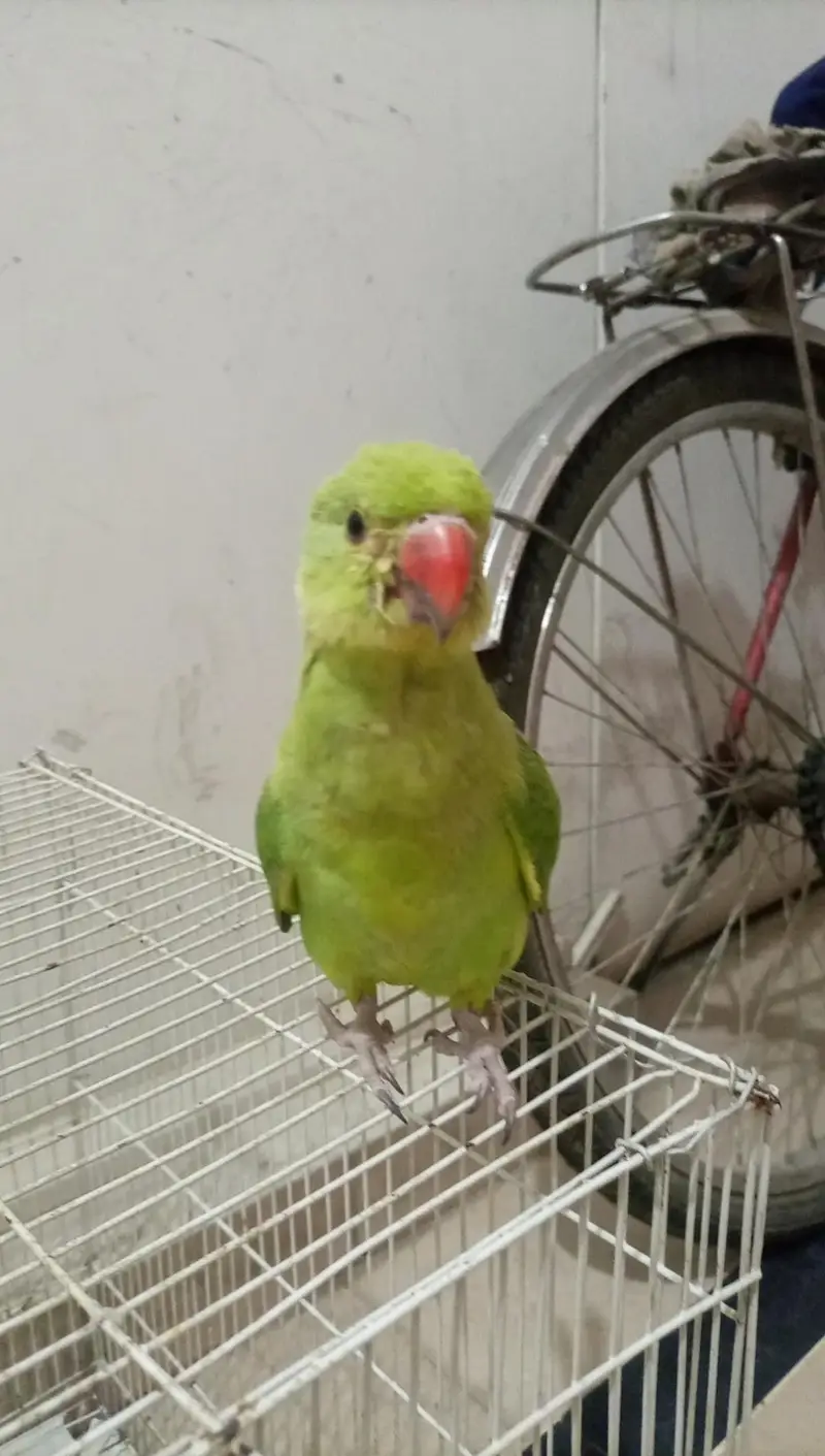 : Healthy & Active 5-Month-Old Indian Ringneck Parrot  — photo 2