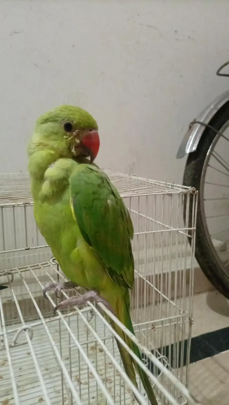 : Healthy & Active 5-Month-Old Indian Ringneck Parrot  — photo 3