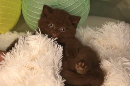 British shorthair and Scottish fold and all types of animals available