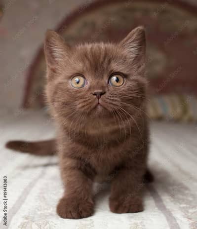 British shorthair and Scottish fold and all types of animals available