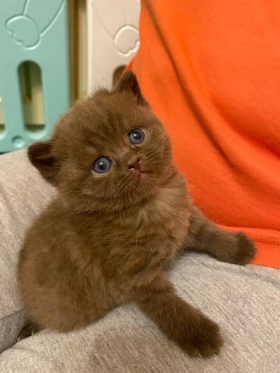 British shorthair and Scottish fold and all types of animals available
