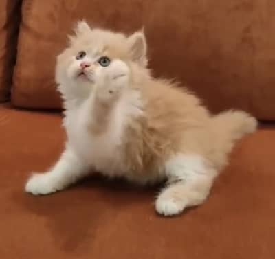 Quality Persian Punchface cat & kitten. moreWhatsApp 03314796417