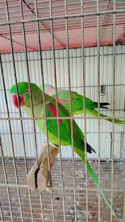 3 PAIRS KASHMIRI RAW PARROTS