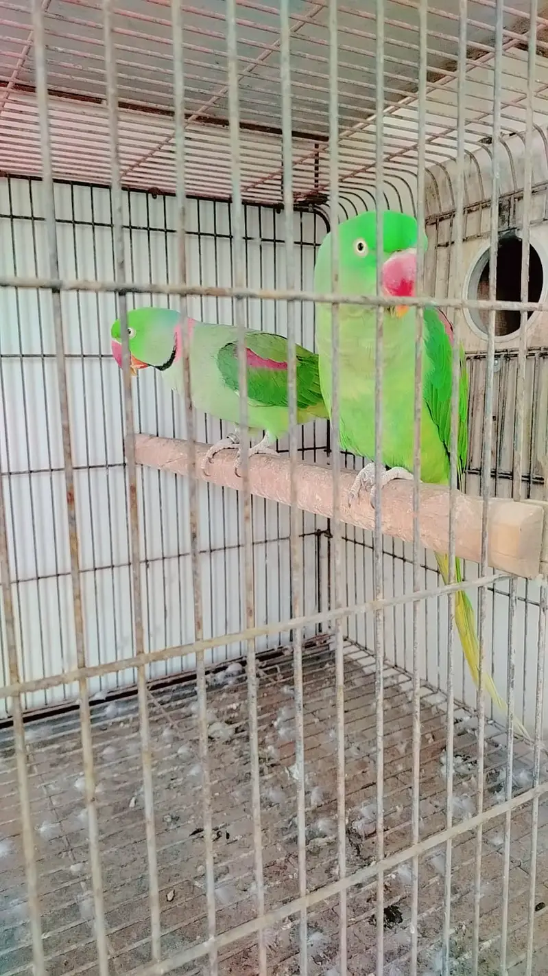3 PAIRS KASHMIRI RAW PARROTS — photo 2