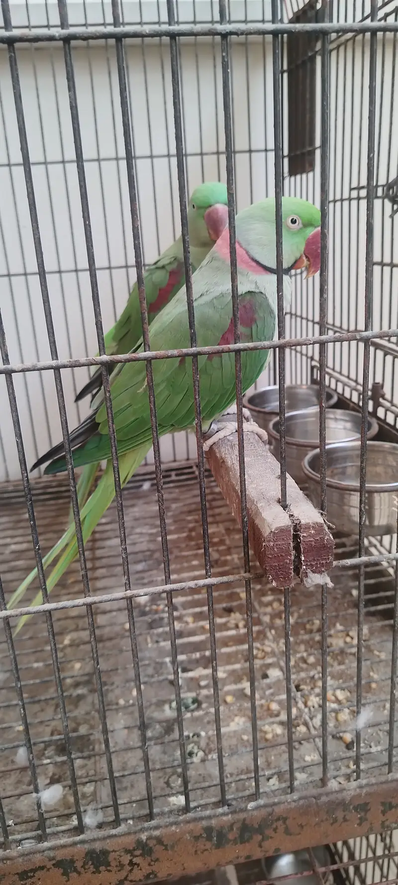3 PAIRS KASHMIRI RAW PARROTS — photo 3