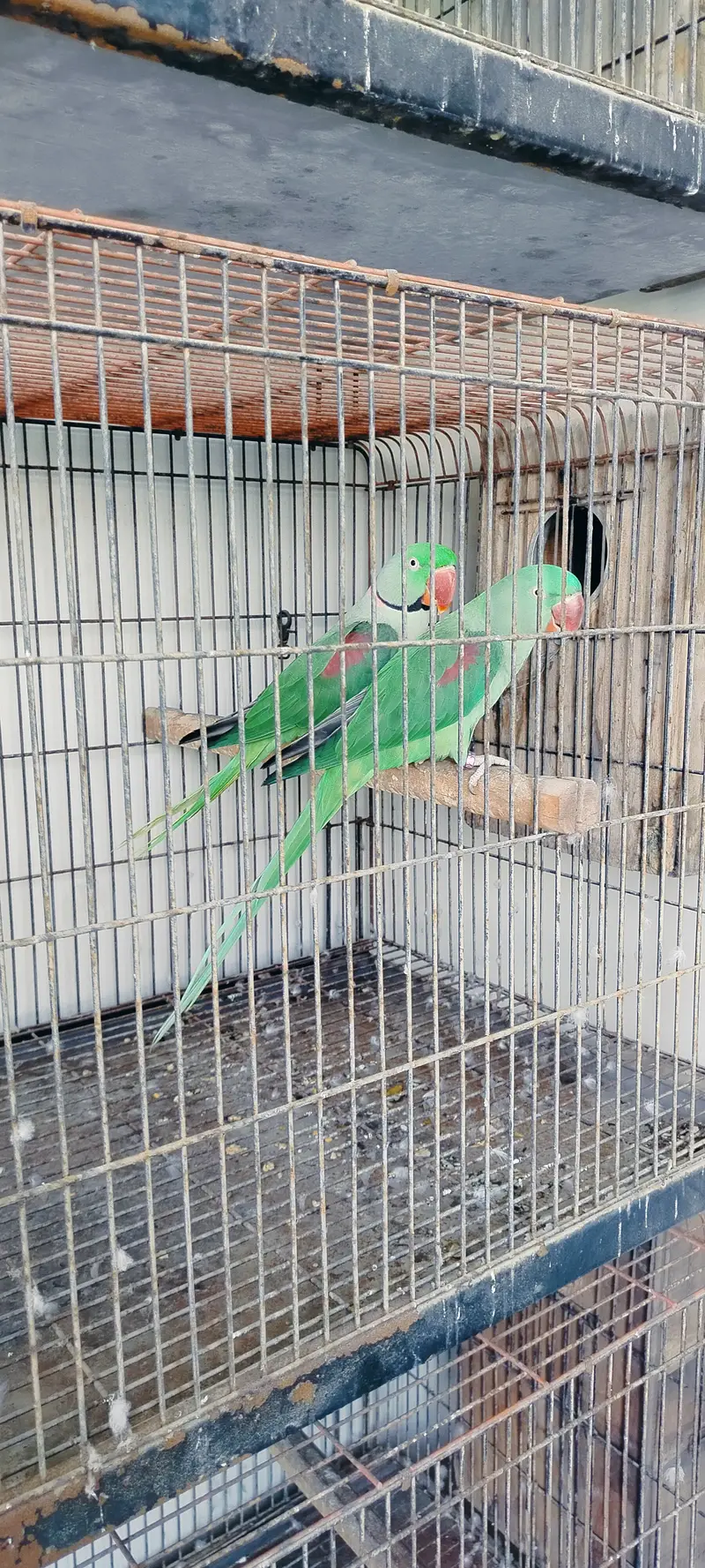 3 PAIRS KASHMIRI RAW PARROTS — photo 4