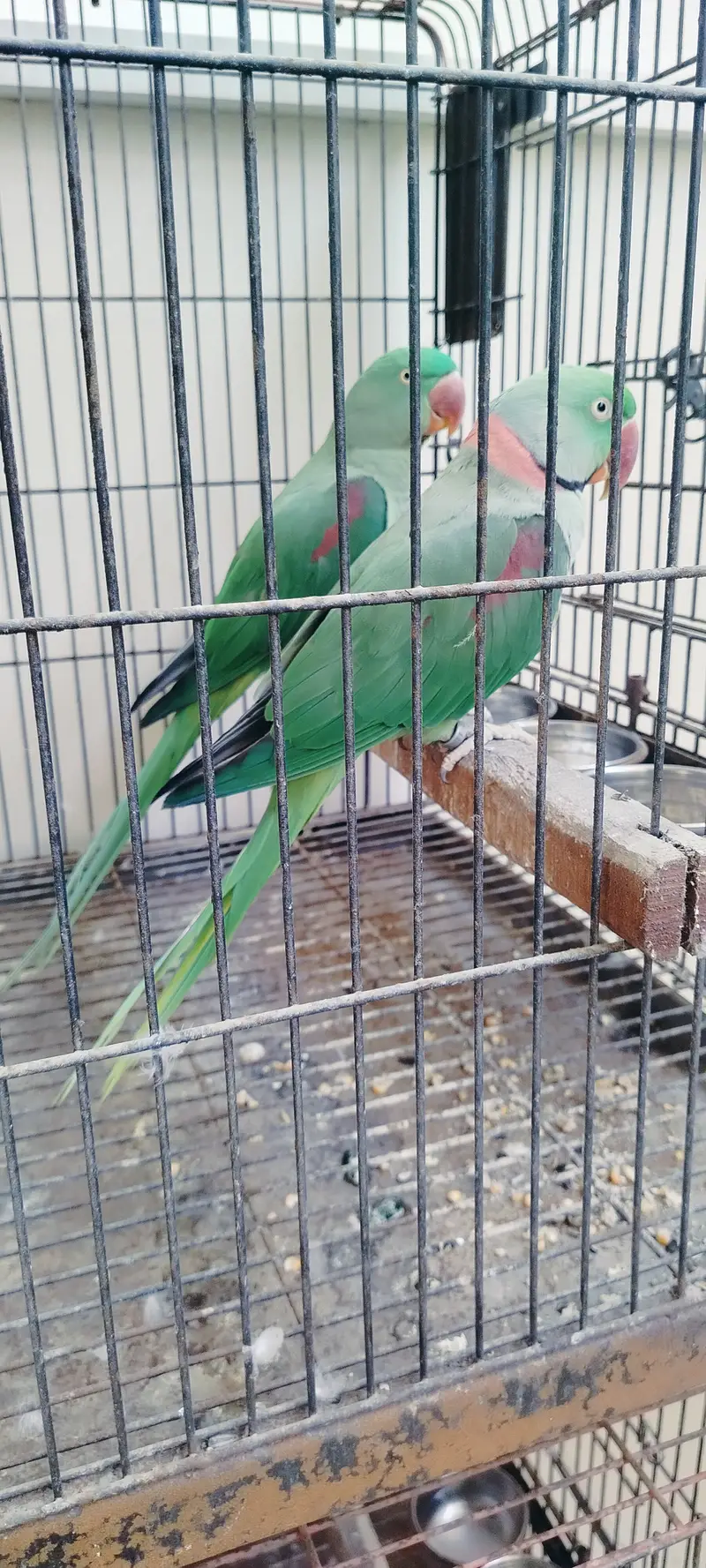 3 PAIRS KASHMIRI RAW PARROTS — photo 5
