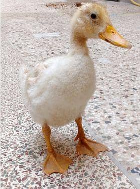 Ducks for Sale – Healthy Male & Female Pair