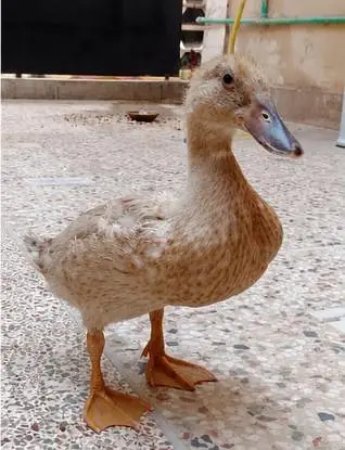 Ducks for Sale – Healthy Male & Female Pair — photo 2
