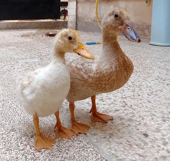 Ducks for Sale – Healthy Male & Female Pair — photo 3