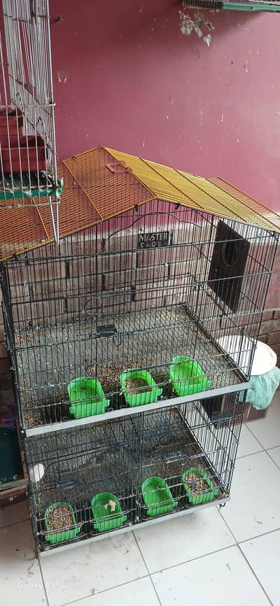 love birds budgies birds large cages