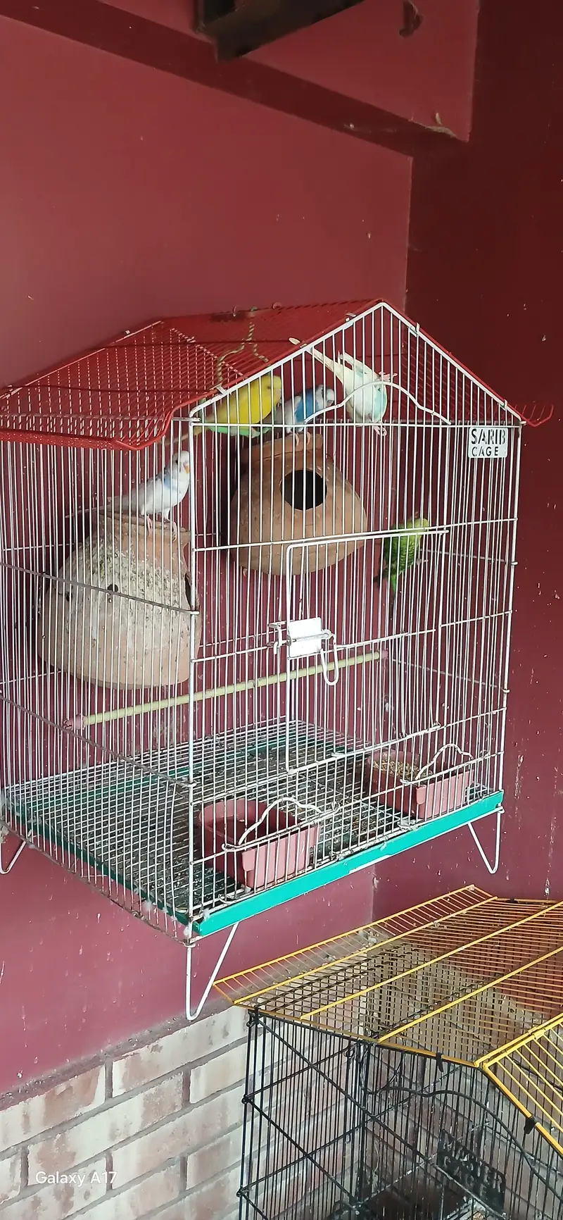 love birds budgies birds large cages — photo 2
