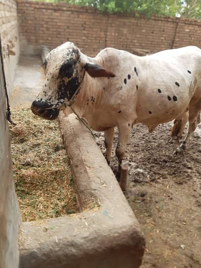 Chulistan & sahiwal crose