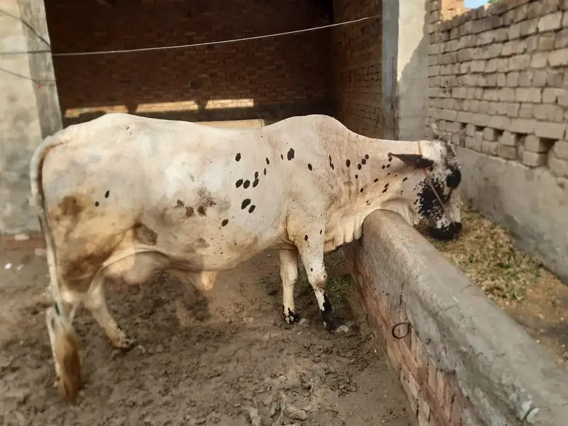 Chulistan & sahiwal crose — photo 2