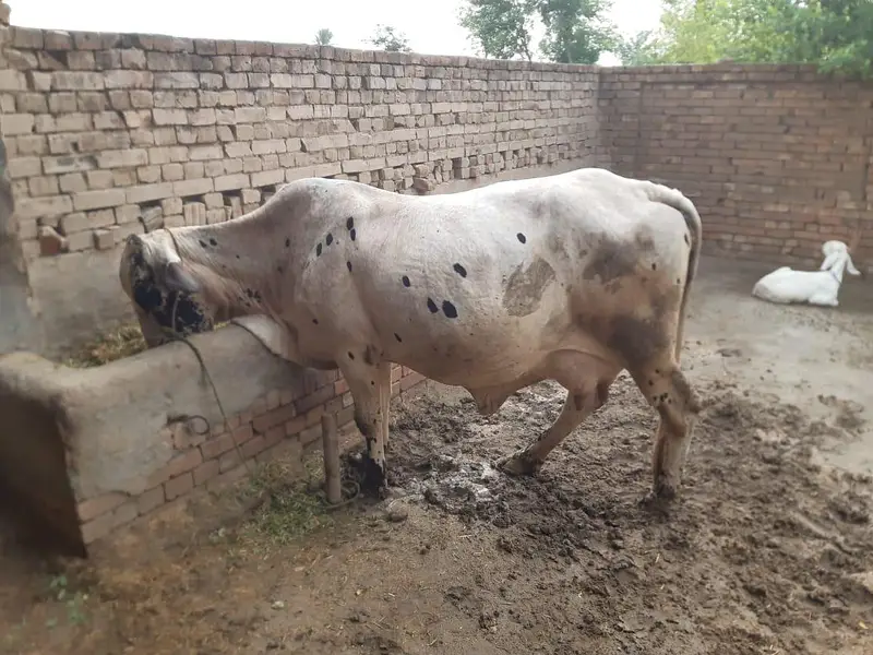 Chulistan & sahiwal crose — photo 3
