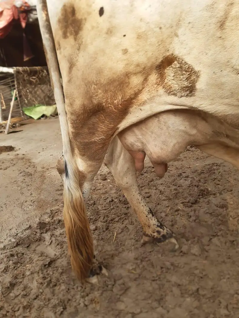 Chulistan & sahiwal crose — photo 4