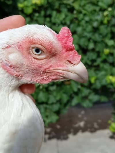 Heera hen or chick for sale