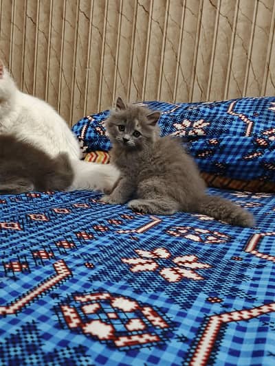  Adorable Persian Kittens Looking for a Loving Home