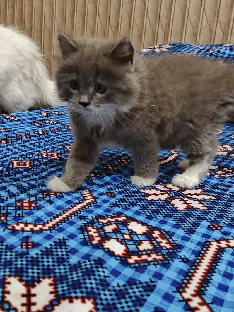  Adorable Persian Kittens Looking for a Loving Home — photo 2