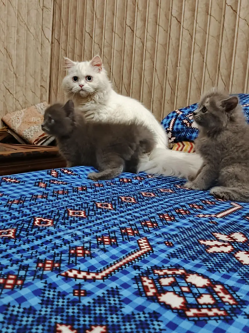  Adorable Persian Kittens Looking for a Loving Home — photo 3