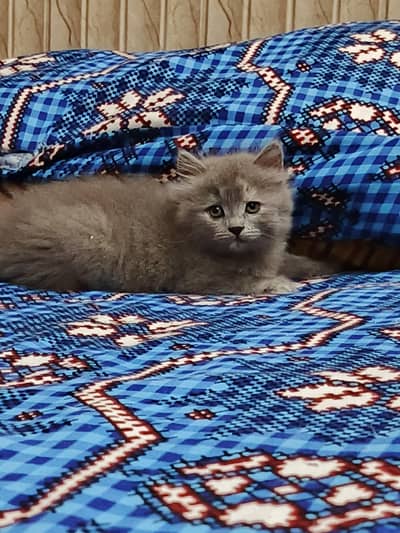 Adorable Persian Kittens Looking for a Loving Home