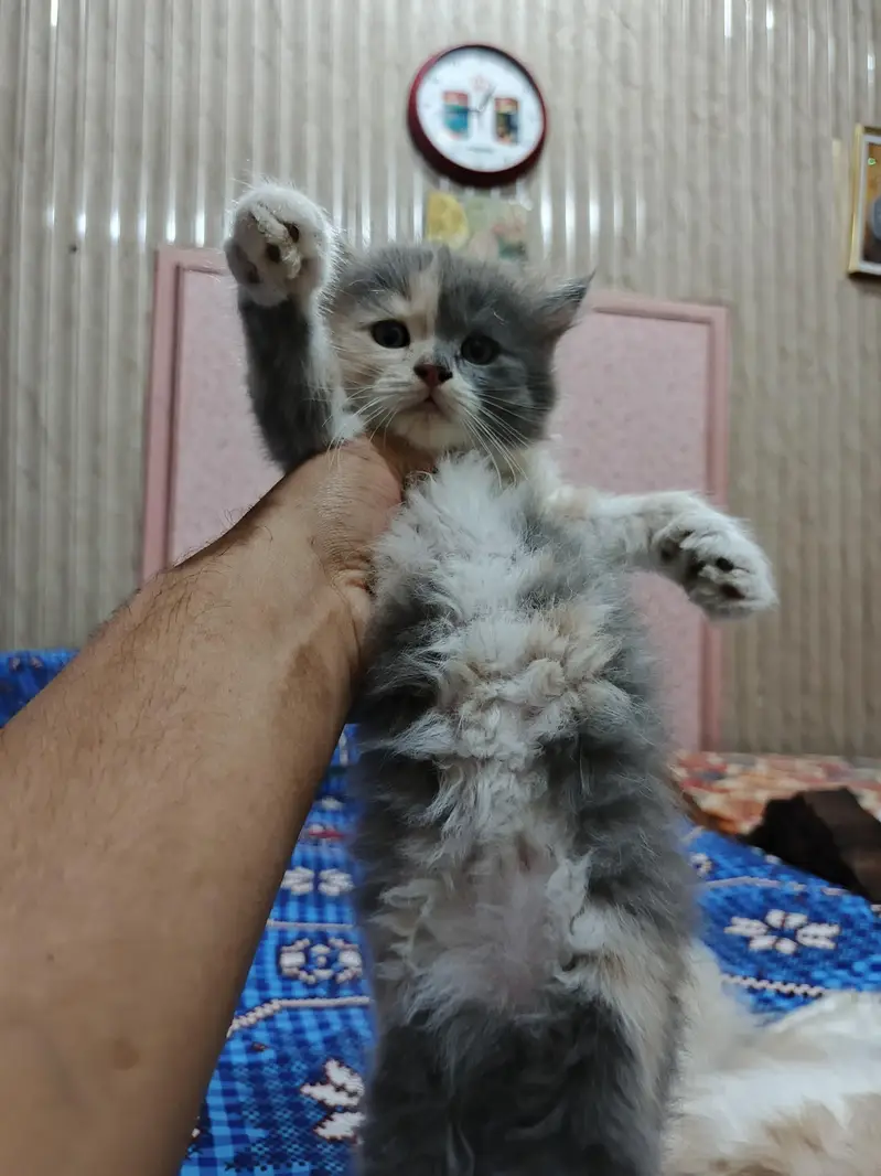  Adorable Persian Kittens Looking for a Loving Home — photo 5