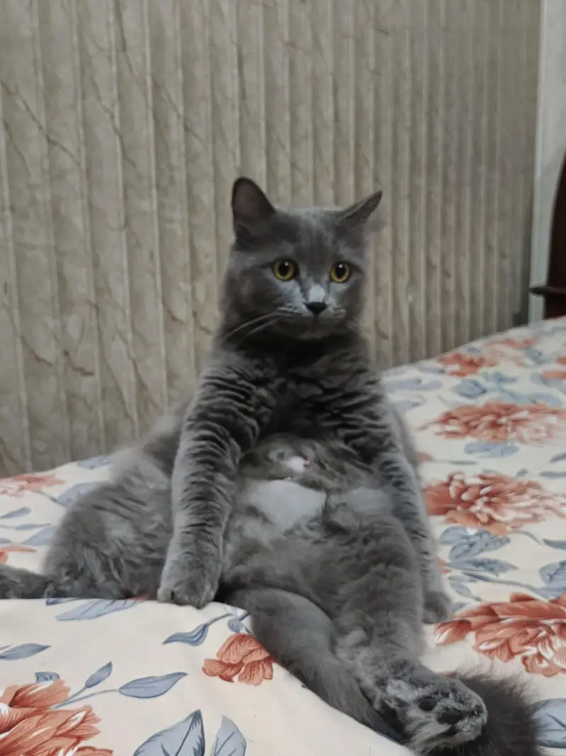  Adorable Persian Kittens Looking for a Loving Home — photo 6