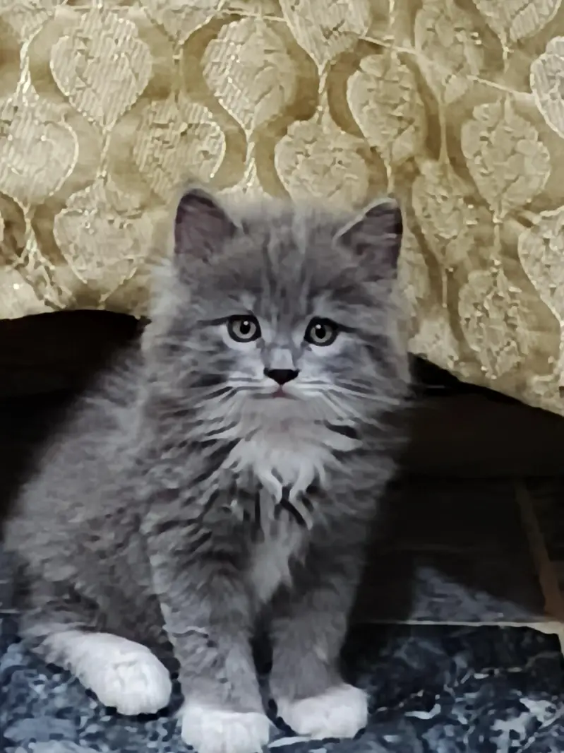  Adorable Persian Kittens Looking for a Loving Home — photo 7
