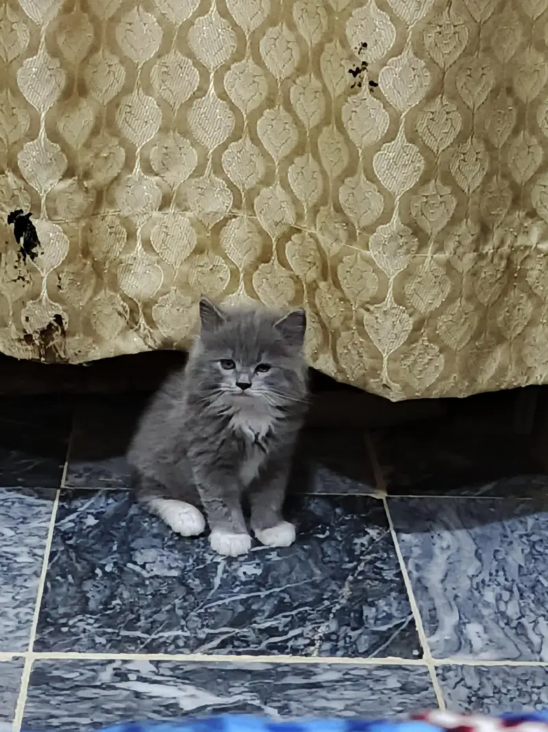  Adorable Persian Kittens Looking for a Loving Home — photo 8