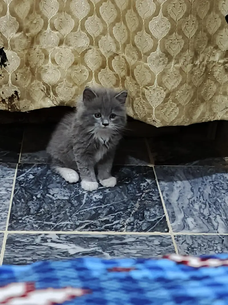  Adorable Persian Kittens Looking for a Loving Home — photo 9