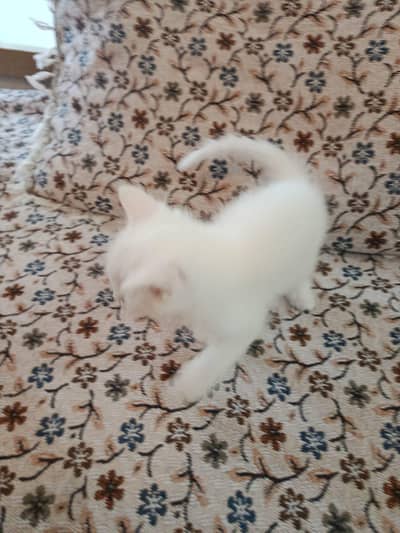 white Persian kittens Islamabad / bani gala
