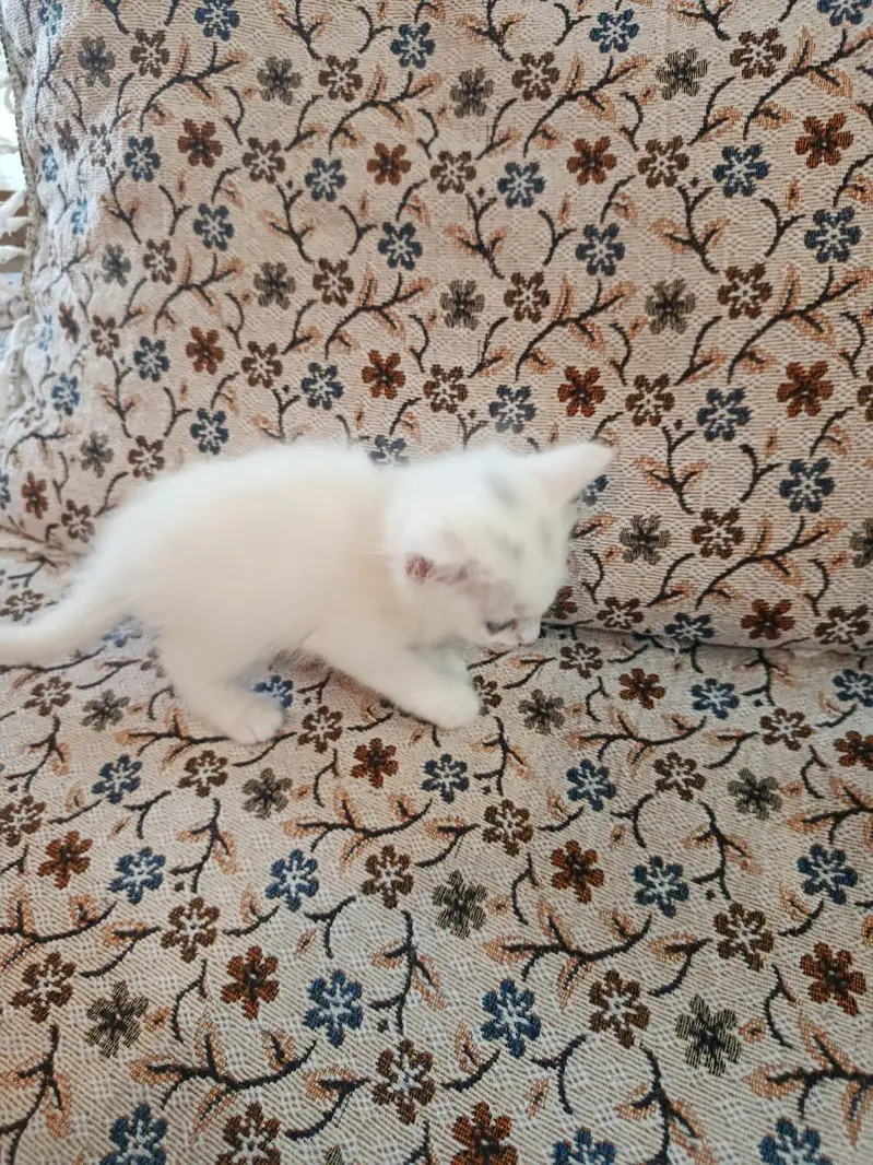 white Persian kittens Islamabad / bani gala — photo 2