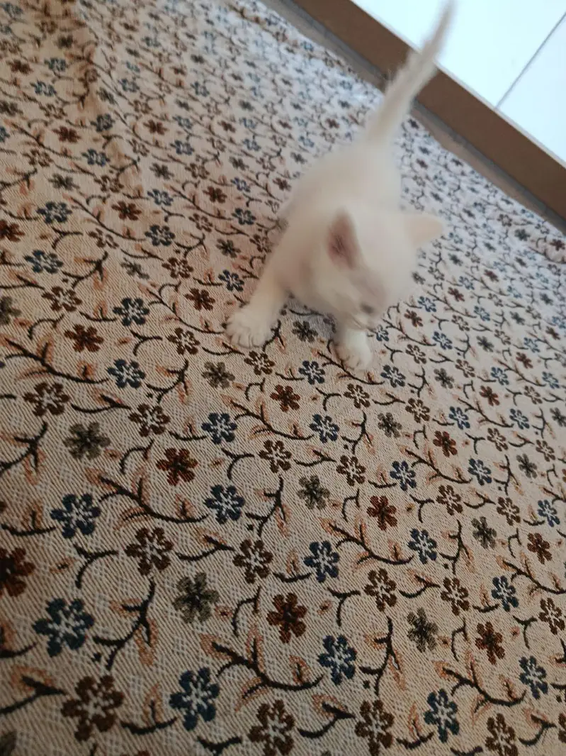 white Persian kittens Islamabad / bani gala — photo 6