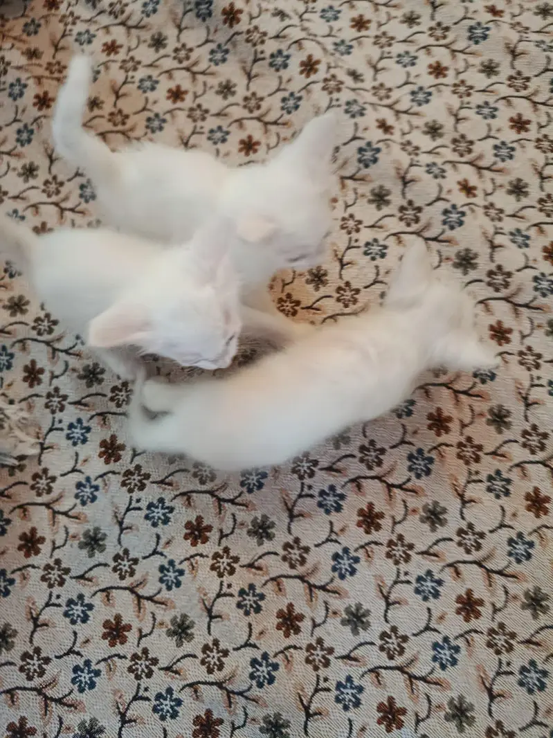 white Persian kittens Islamabad / bani gala — photo 7