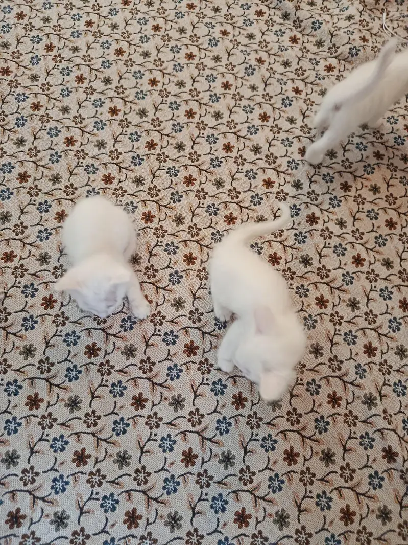 white Persian kittens Islamabad / bani gala — photo 8
